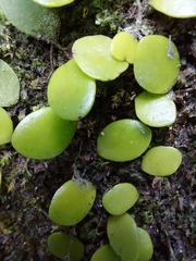 Lemmaphyllum microphyllum