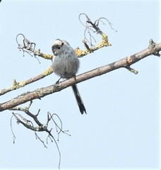 Aegithalos caudatus
