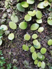 Lemmaphyllum microphyllum