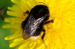 Bombus soroeensis
