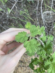 Pelargonium capitatum