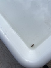 Orchesella flavescens