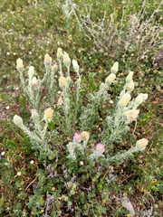 Vittadinia dissecta hirta