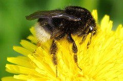 Bombus soroeensis