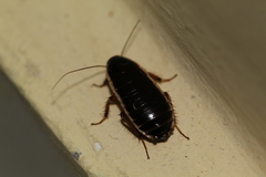 Loboptera decipiens