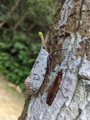 Pyrops watanabei