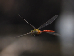Anax longipes
