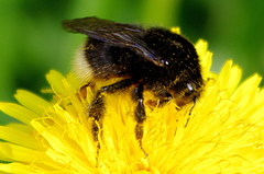 Bombus soroeensis