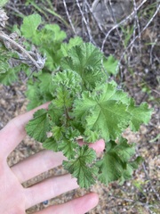 Pelargonium capitatum
