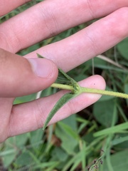 Helianthus occidentalis