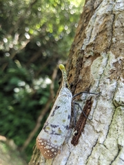 Pyrops watanabei