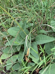 Helianthus occidentalis