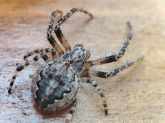 Larinioides ixobolus