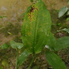 Alisma plantago-aquatica