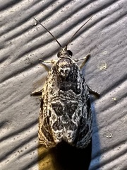 Olethreutes furfuranum