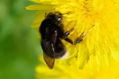 Bombus soroeensis