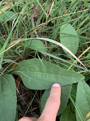 Helianthus occidentalis