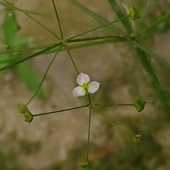 Alisma plantago-aquatica