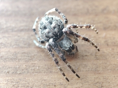 Larinioides ixobolus