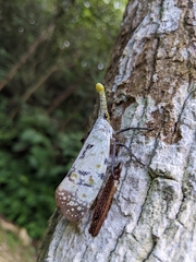 Pyrops watanabei