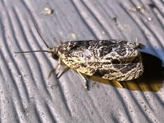 Olethreutes furfuranum