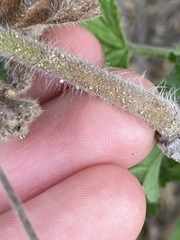 Pelargonium capitatum
