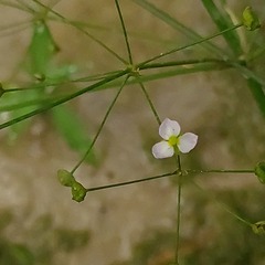 Alisma plantago-aquatica