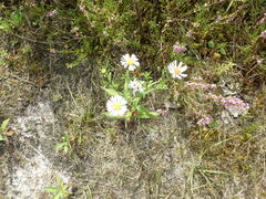 Symphyotrichum × salignum