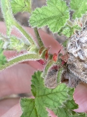 Pelargonium capitatum
