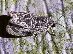 Olethreutes furfuranum