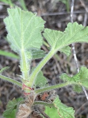 Pelargonium capitatum