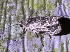 Olethreutes furfuranum