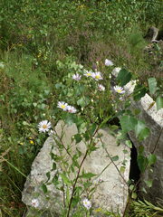 Symphyotrichum × salignum