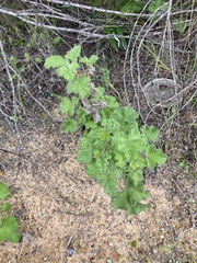 Pelargonium capitatum