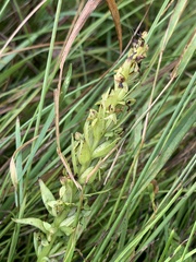 Platanthera aquilonis