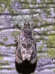 Olethreutes furfuranum