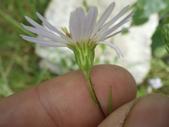 Symphyotrichum × salignum