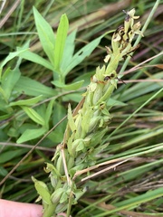 Platanthera aquilonis