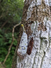 Pyrops watanabei