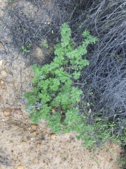 Pelargonium capitatum