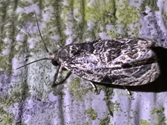Olethreutes furfuranum