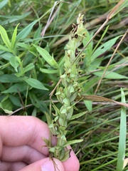 Platanthera aquilonis