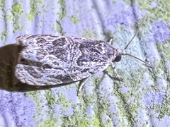 Olethreutes furfuranum