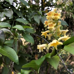 Pandorea floribunda