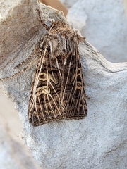 Tholera decimalis