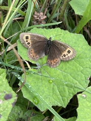 Erebia