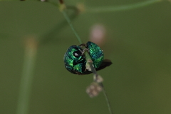 Chrysidinae