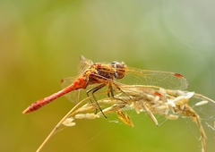 Sympetrum vulgatum