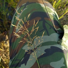 Poaceae