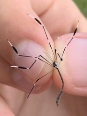 Bittacomorpha clavipes